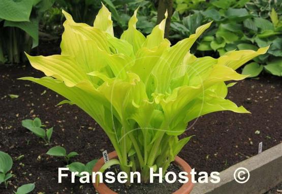 Hosta Ophir